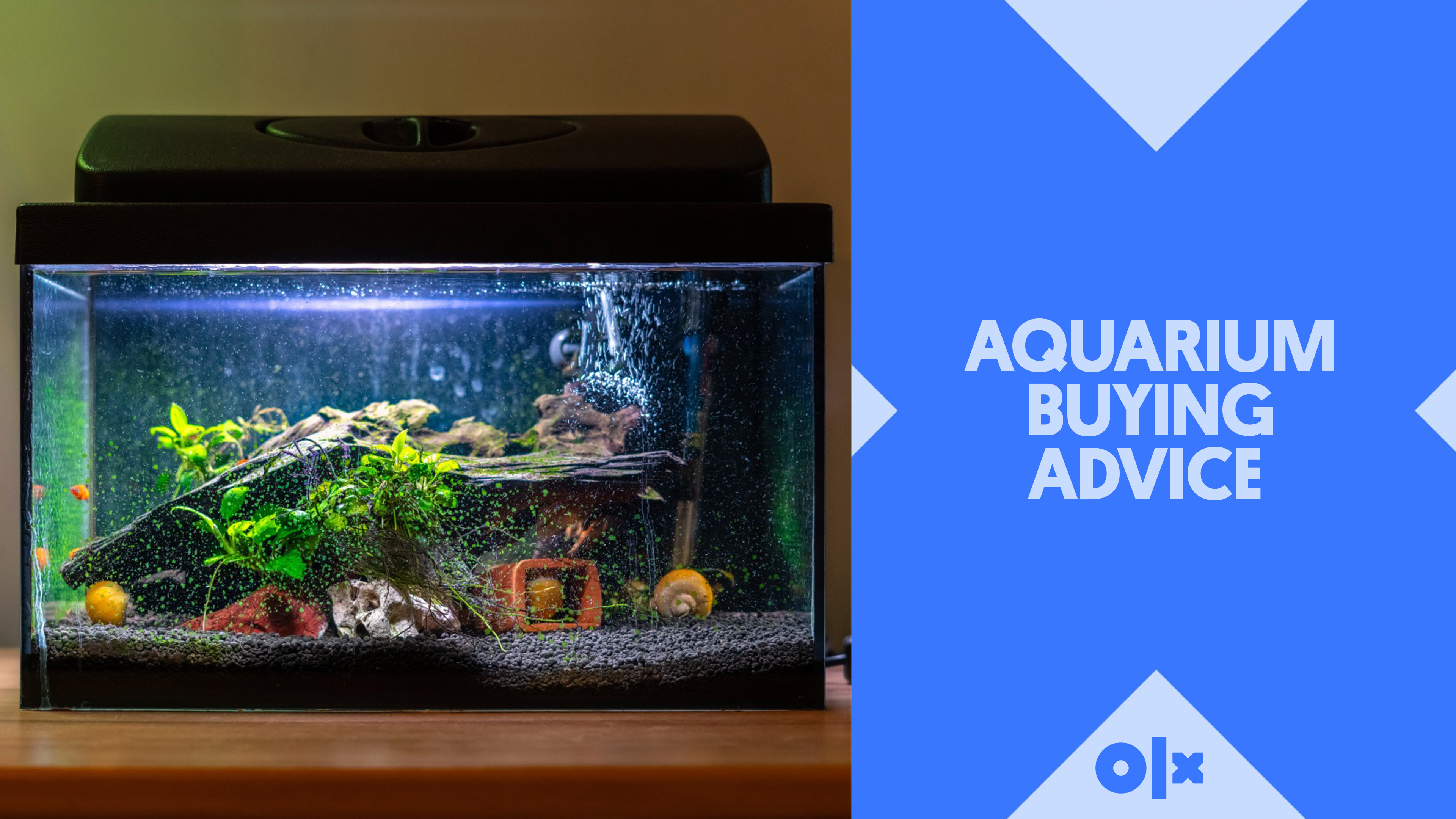 Aquarium Buying Advice