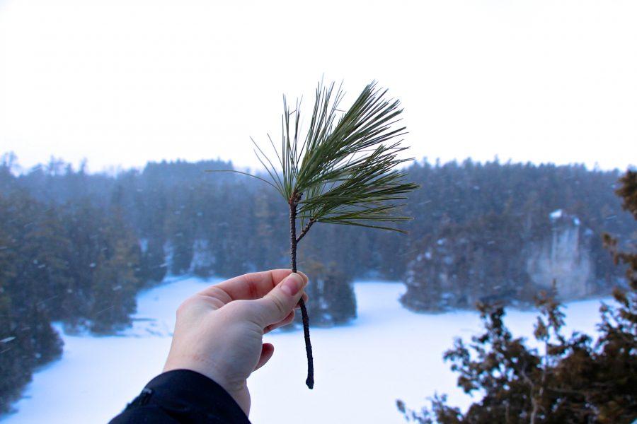 pine branch