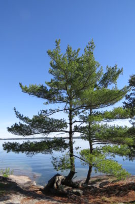 white pine