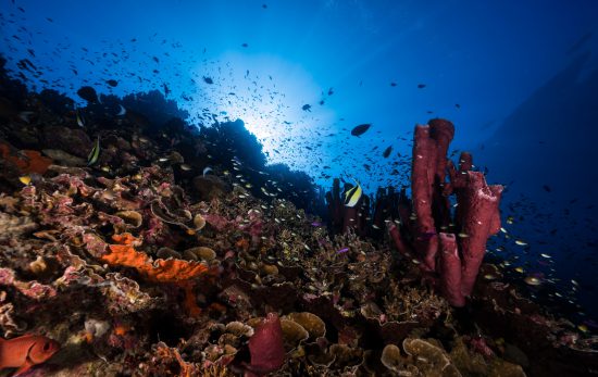 Una-Una - Togean Islands- Indonesia - Coral Reef - Underwater