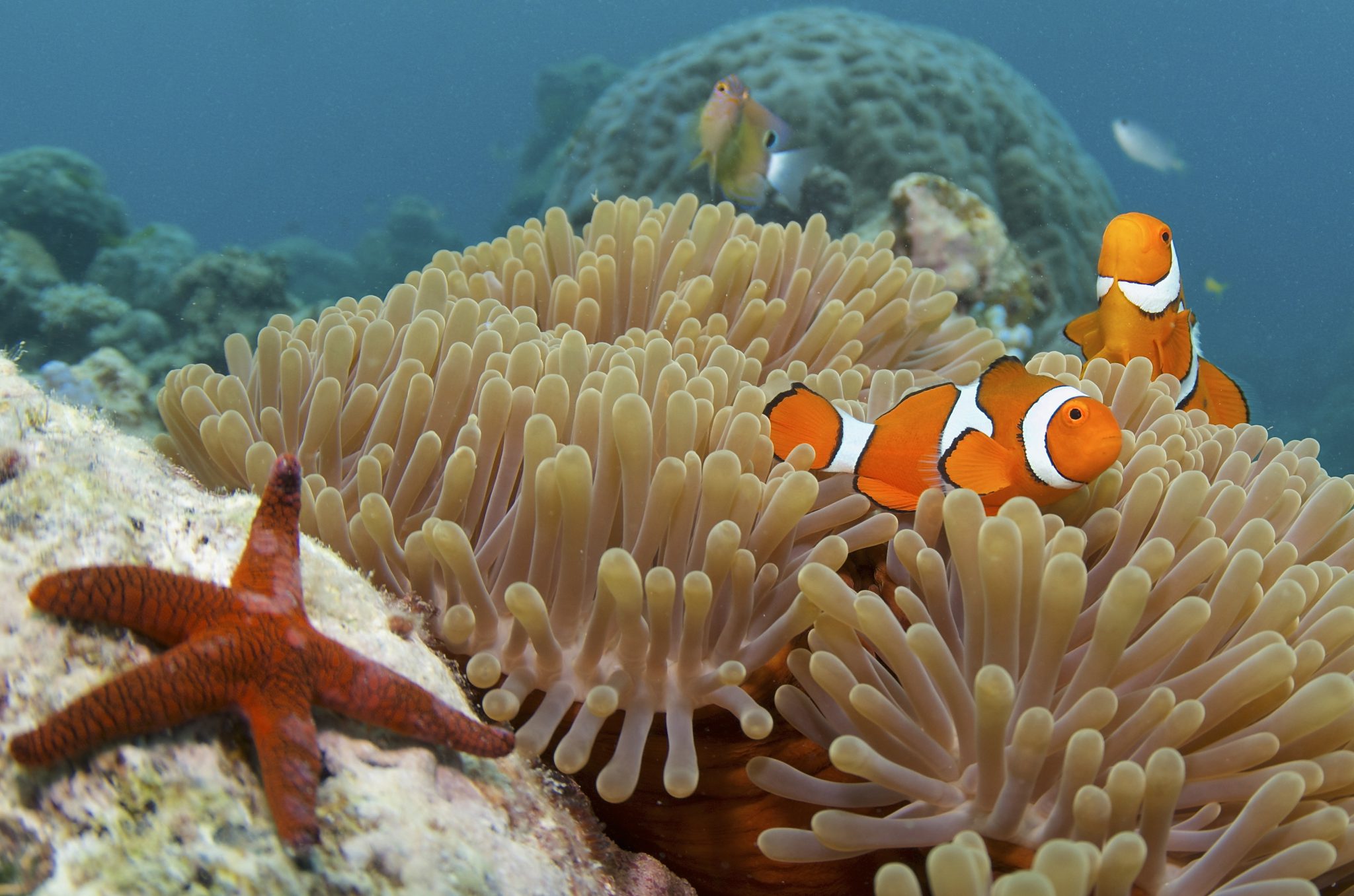 clown fish and star fish on reef diving the great barrier reef