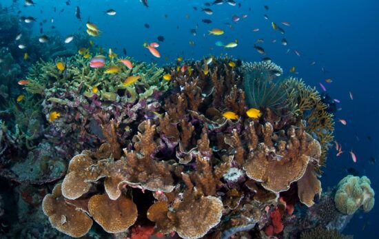 brain coral