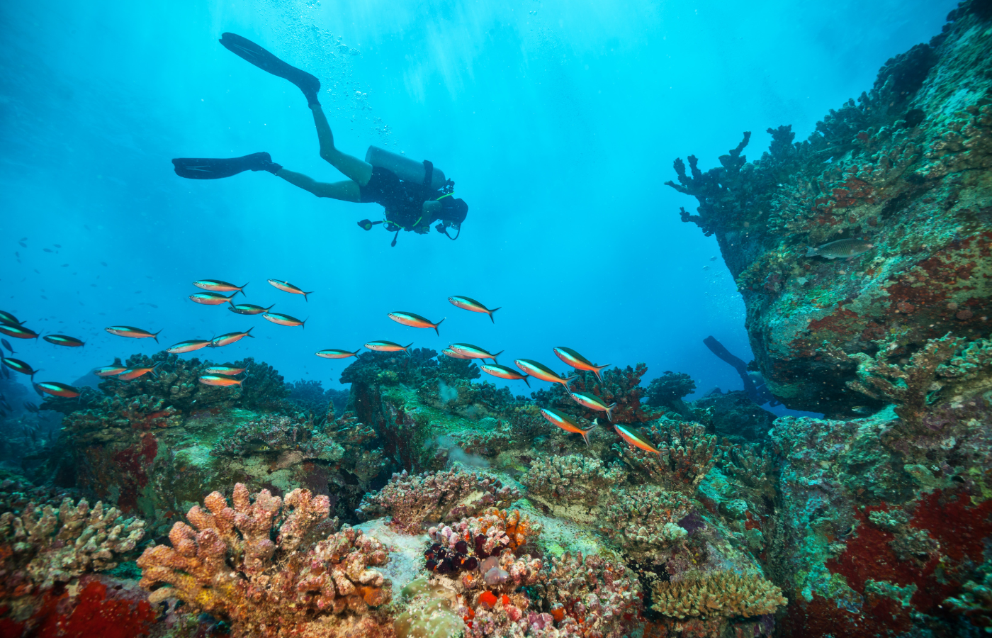 a scuba diver explores a coral reef