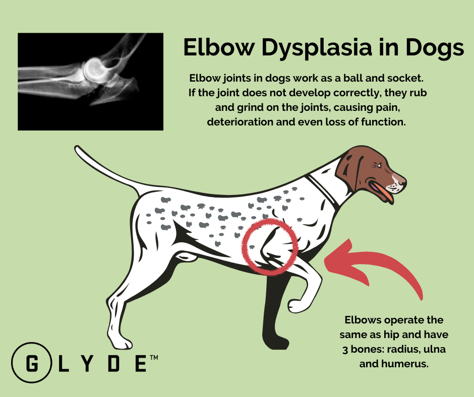 Elbow Dysplasia In Dogs - My Pets Pride