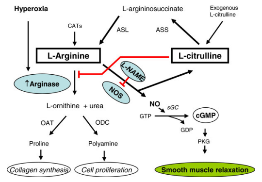 Citrulline Nitrate: The Dual Pathway N.O. Igniter