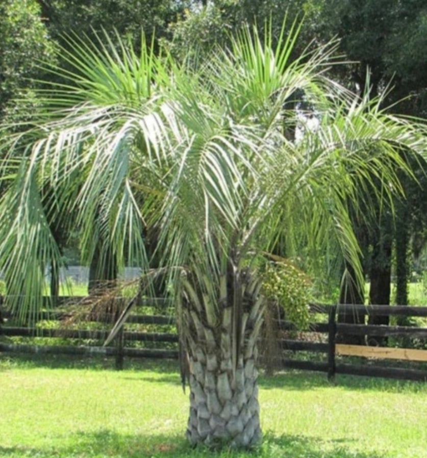 hardy-jelly-palm