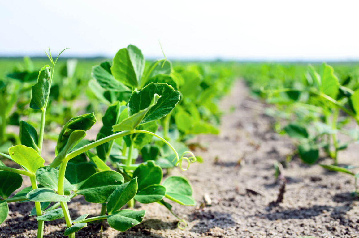 pea shoots