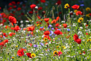 wildflower meadow