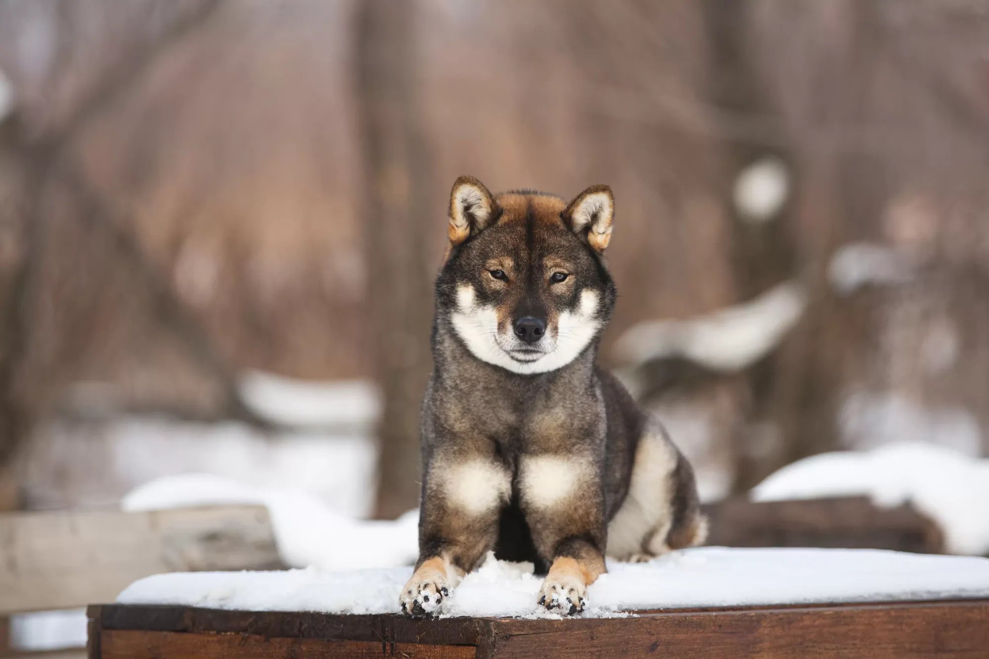 Japanese Dog Breeds