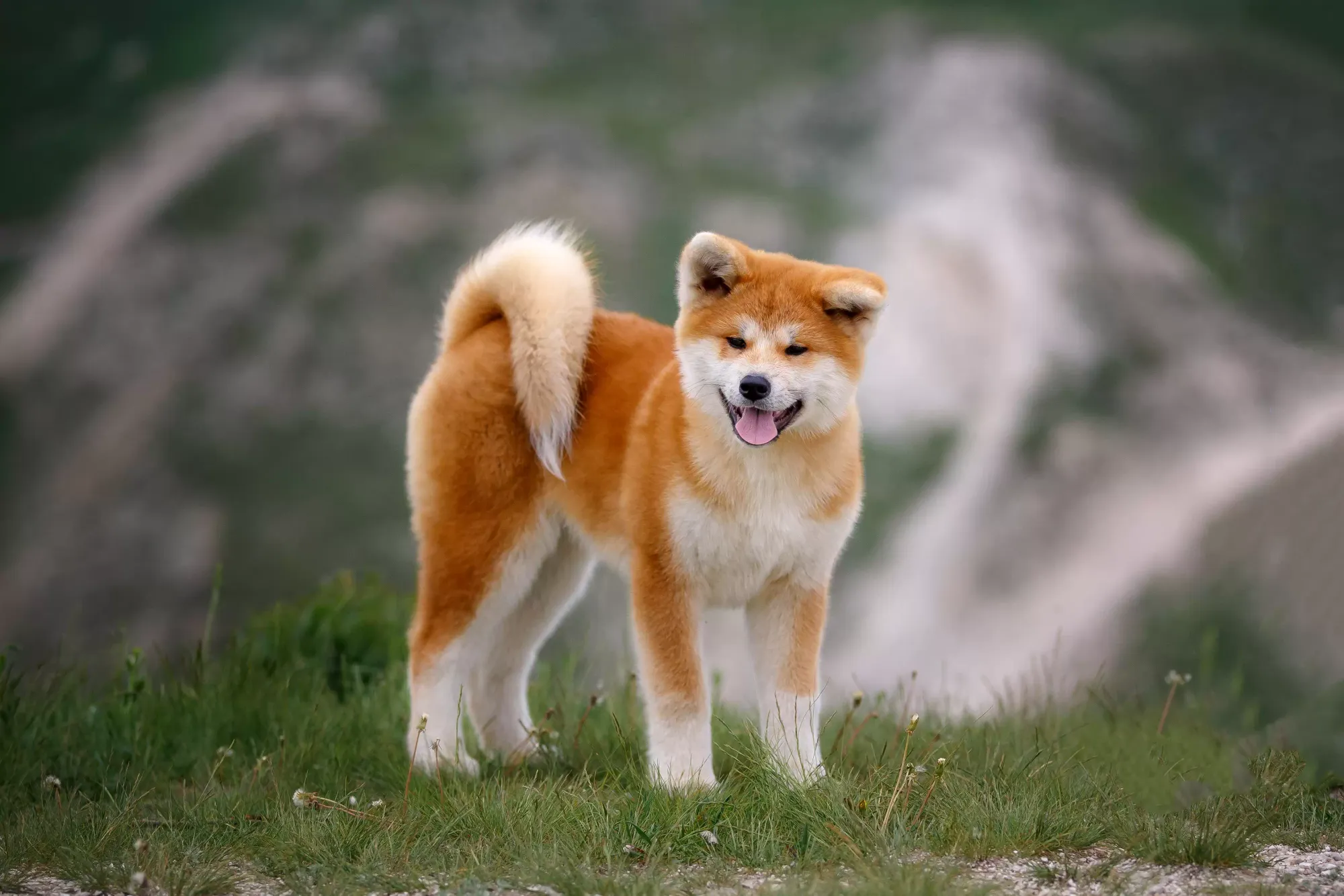 Japanese Dog Breeds