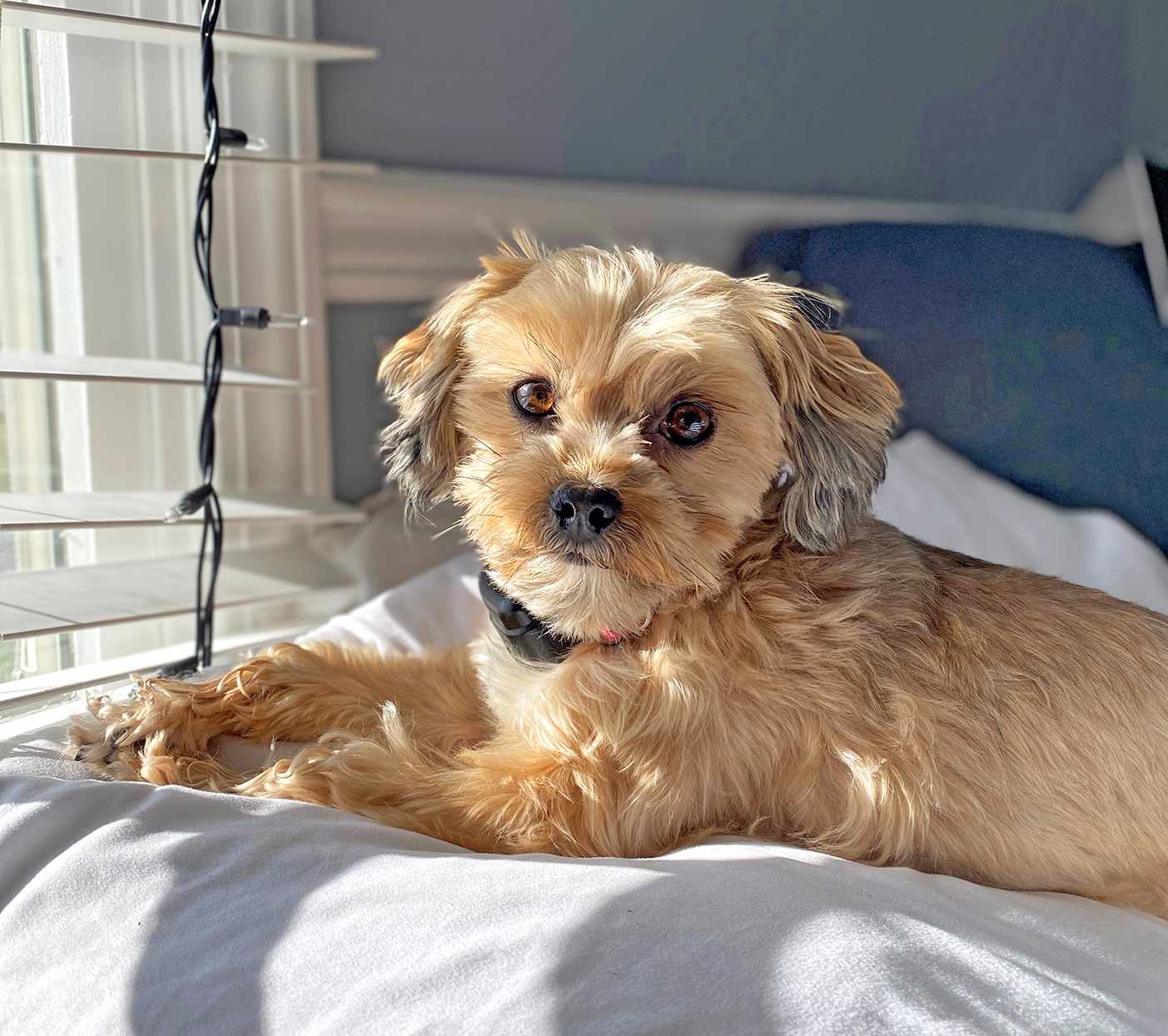 Shorkie on bed