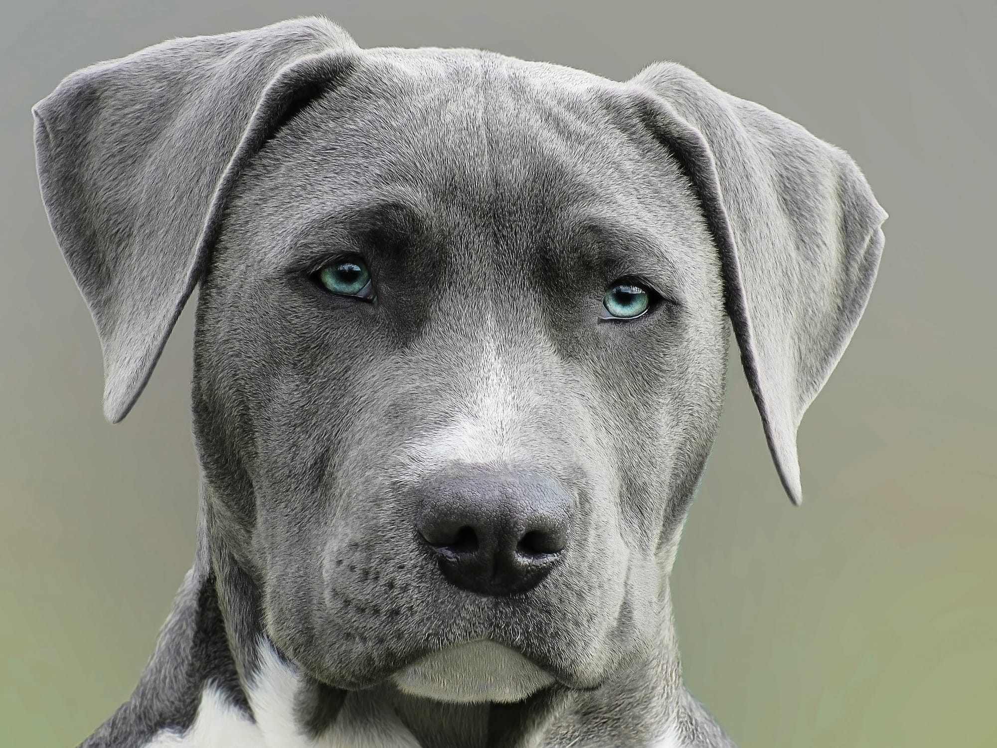 Blue Nose Pitbull