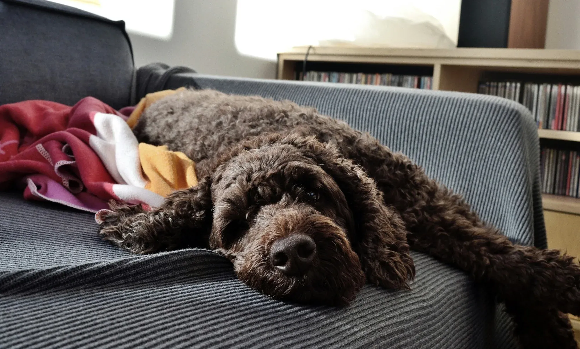 All About The Chocolate Goldendoodle