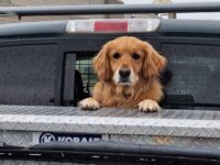 Dog looking out a pickup truck cab rear window