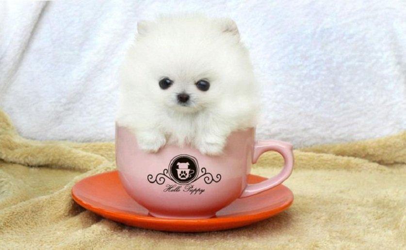 Giống chó Teacup: Bên cạnh những giống chó thông dụng, cuộc sống cũng có những giống chó đặc biệt như giống chó Teacup. Với chiều cao chỉ khoảng 20cm, chú chó Teacup được đánh giá là giống chó nhỏ nhất thế giới. Hãy cùng xem những hình ảnh chó Teacup dễ thương và đáng yêu này, và cảm nhận sự đặc biệt của giống chó này.