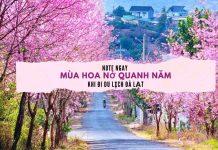 Mùa hoa nở quanh năm khi đi du lịch Đà Lạt