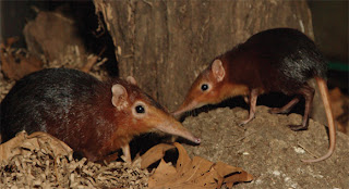 elephant shrew