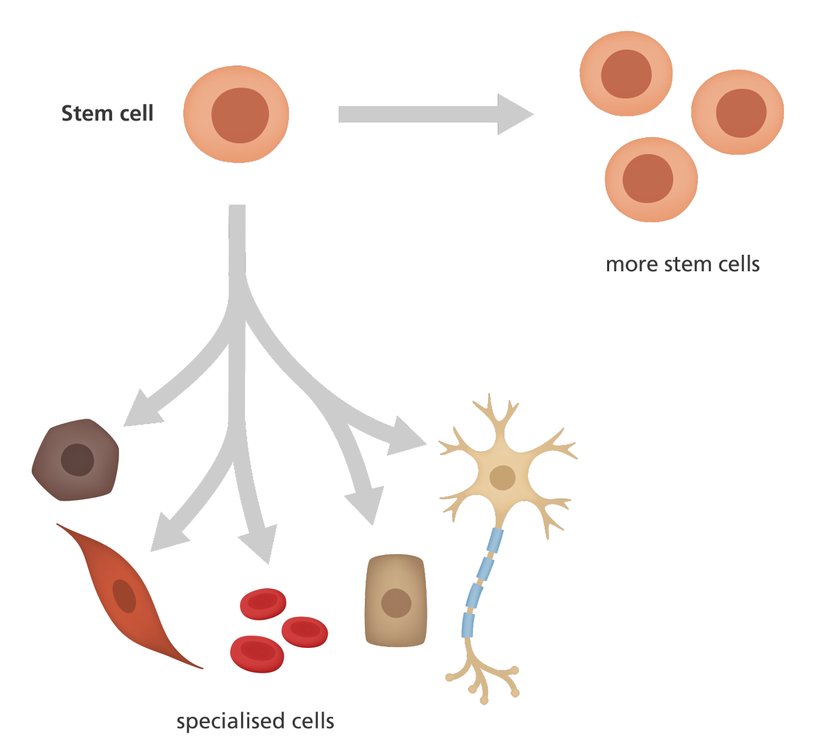 stem cell