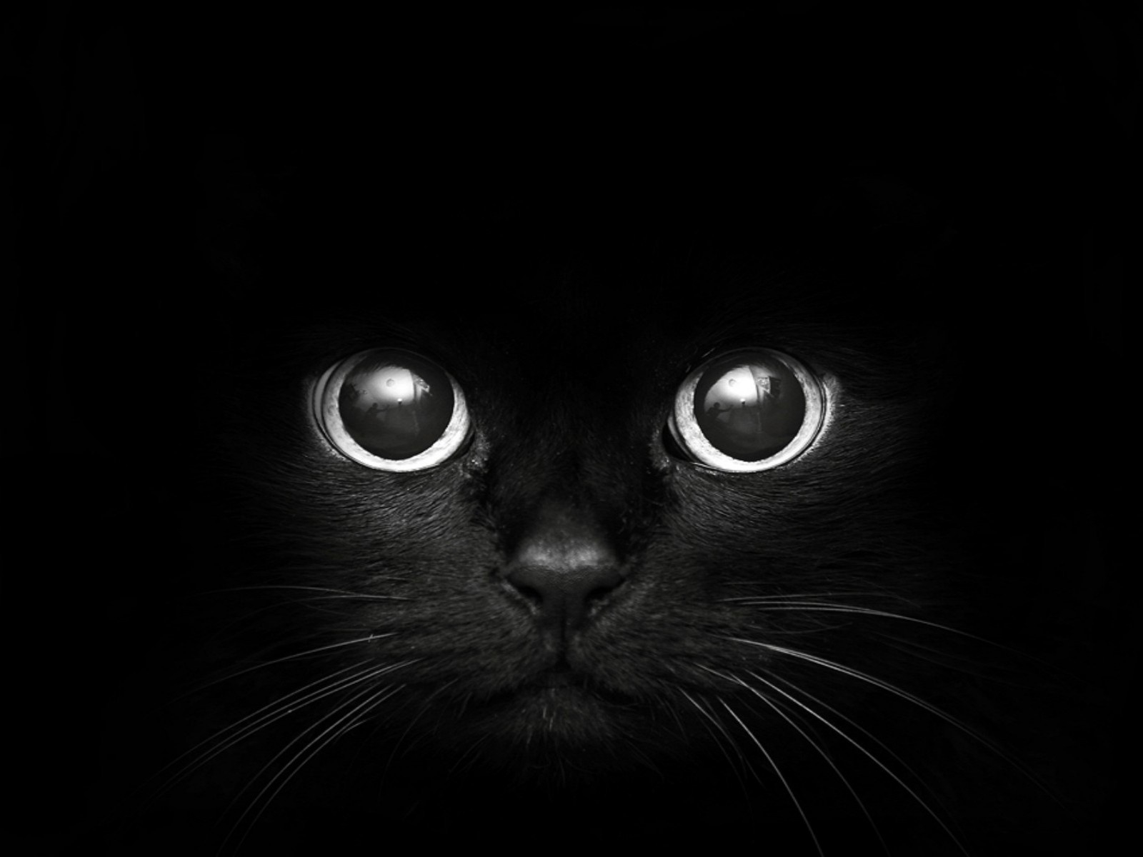 Black Cat with Big Eyes wallpaper 1080p (1600 x 1200 )