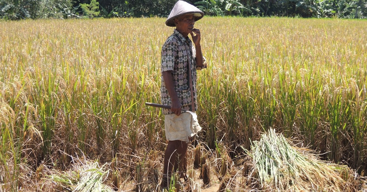 MENGHITUNG HARGA BERAS BERDASARKAN HARGA GABAH GERBANG 