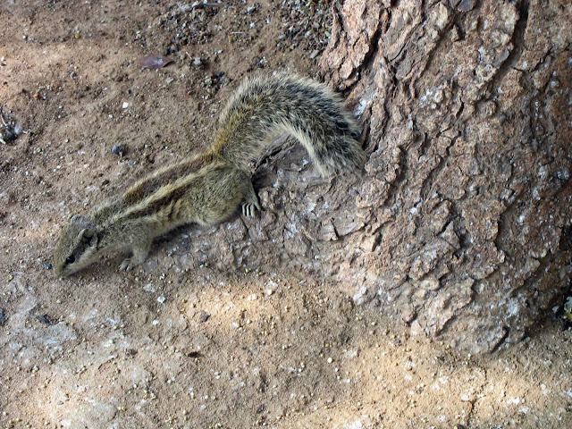 one striped squirrel