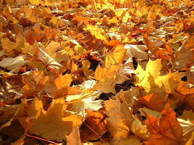 Autumn Season Standard Resolution HD Wallpaper 14