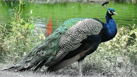 Peacock bird photo_Pava Cristatus