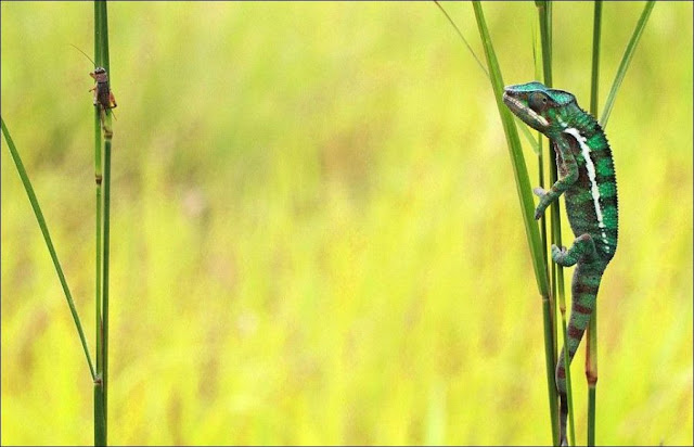 Chameleon catching prey, chameleon captures insect, chameleon photos, amazing animals