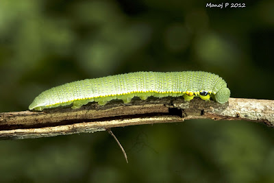 Caterpillar of Great Orange Tip Butterfly