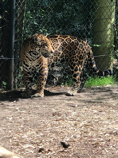 The Chattanooga Zoo