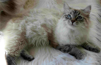 siberian-cat-breeds-5