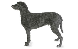 Curly Coated Retriever Dog 3