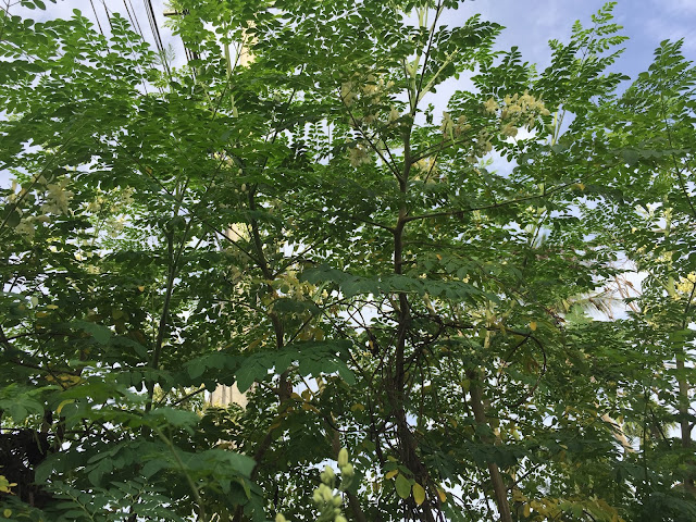 Drumstick tree, (Moringa Oleifera) ,and, its, benefits ,for, health,moringa,  moringa tree,    moringa oleifera,    moringa seeds,    moringa plant,    moringa benefits,    moringa powder,   moringa tea,    moringa oil,   moringa side effects,   moringa leaves,   moringa oleifera seeds,    moringa leaf powder,    moringa tree benefits ,   moringa health benefits, 