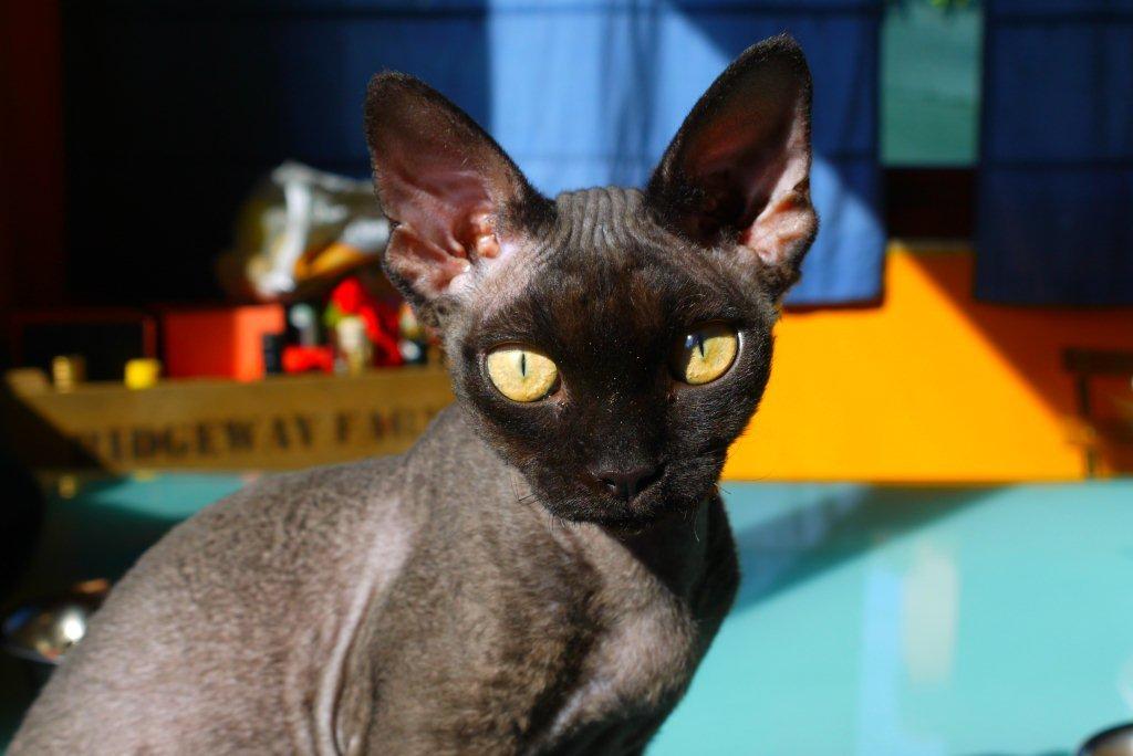 Life with a Devon  Rex  Learning to Speak Devon  Rex 