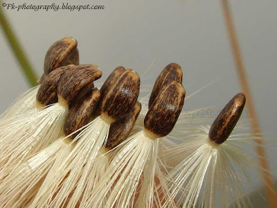 Milk Thistle Seeds