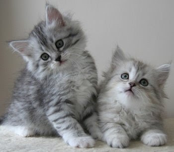 siberian_kittens2