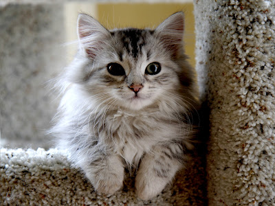 siberian-cat-pictures-9