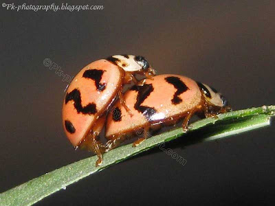 Ladybugs Mating Picture