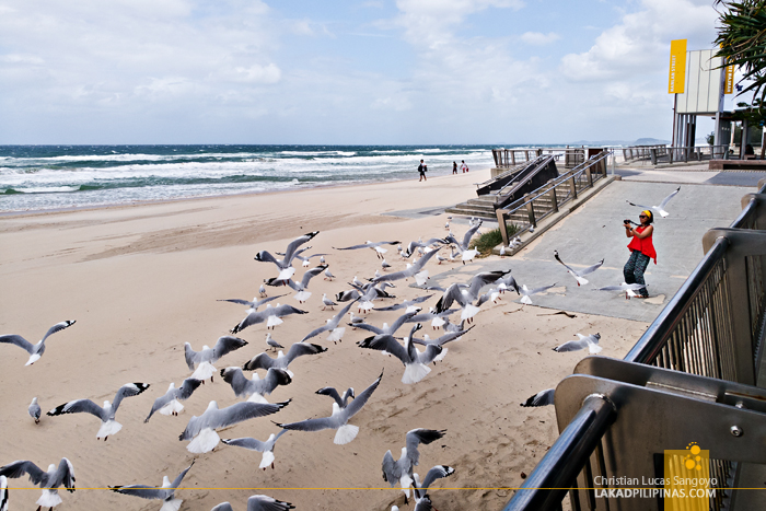 Surfers Paradise Gold Coast Beach