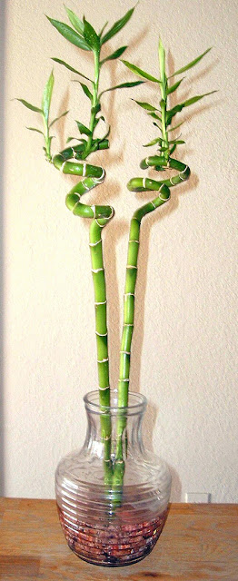 Bamboo House Plant2