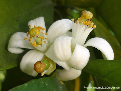 Orange Blossoms 