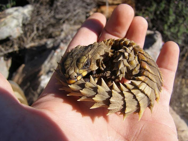 armadillo lizard, armadillo lizard pictures, cordylus cataphractus, amazing lizard, dragon lizard, tiny dragon, little dragon, amazing creatures