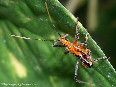 Assassin Bug Nymph