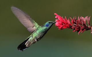 hummingbird facts