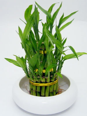 Bamboo House Plant9