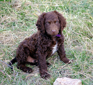 Curly Coated Retriever Puppy 1