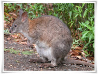 Pademelon Animal Pictures