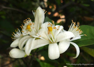 Orange Blossoms 