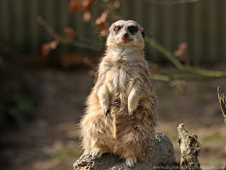 Meerkats Wallpapers