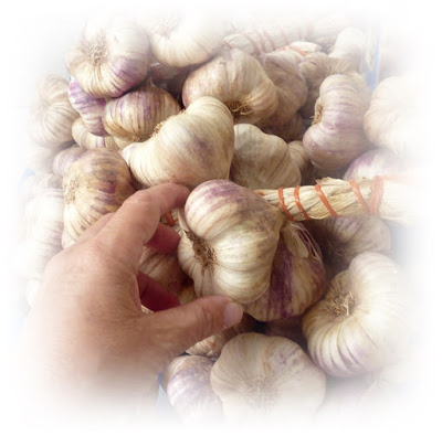 buying-fresh-garlic